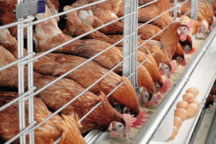 best chicken feed companies in kenya