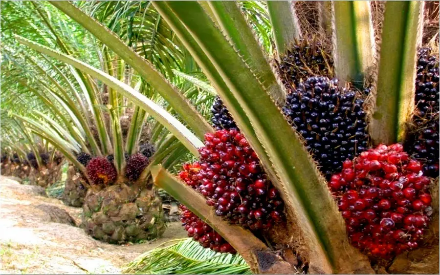 palm oil in Kenya