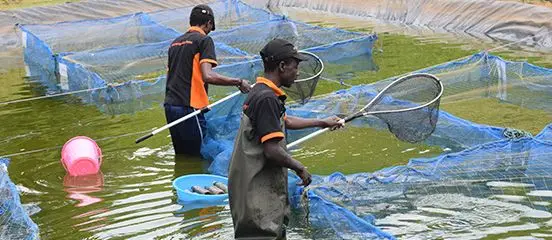 fish farming in Kenya