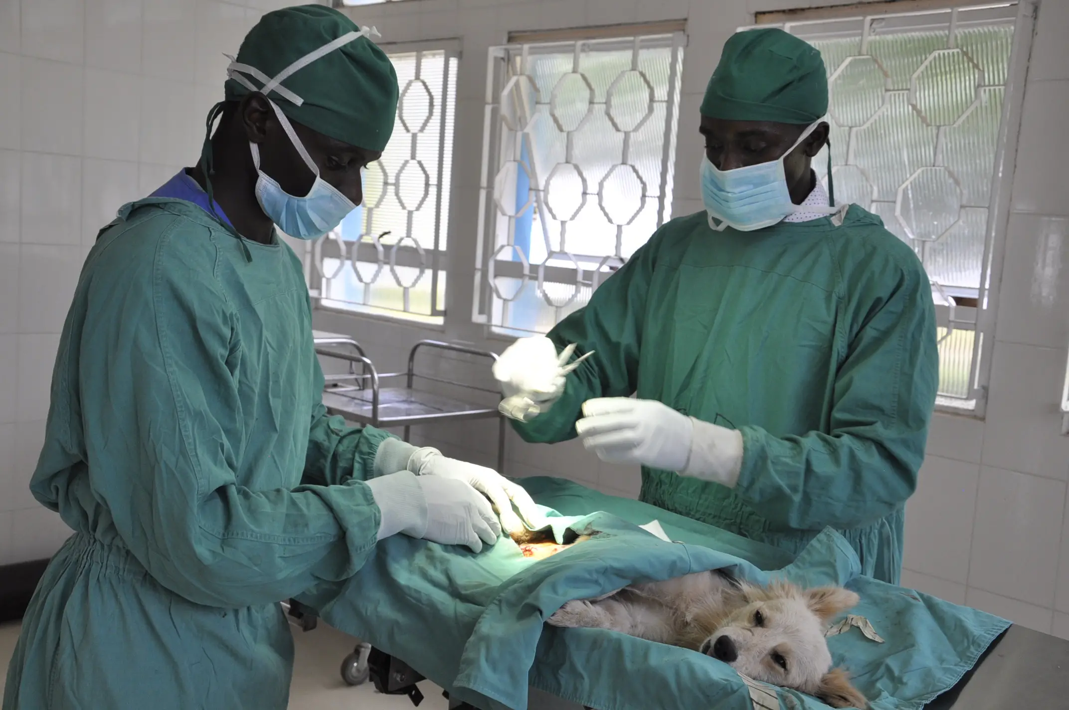 top veterinary clinics centers in Kenya
