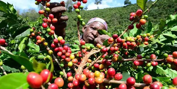 top cash crops grown in kenya