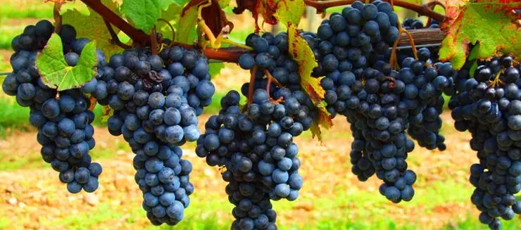 grape farming in Kenya