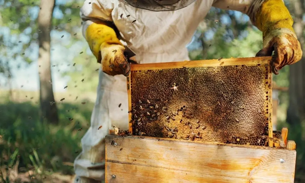 top 10 best beekeeping equipment dealers in Kenya