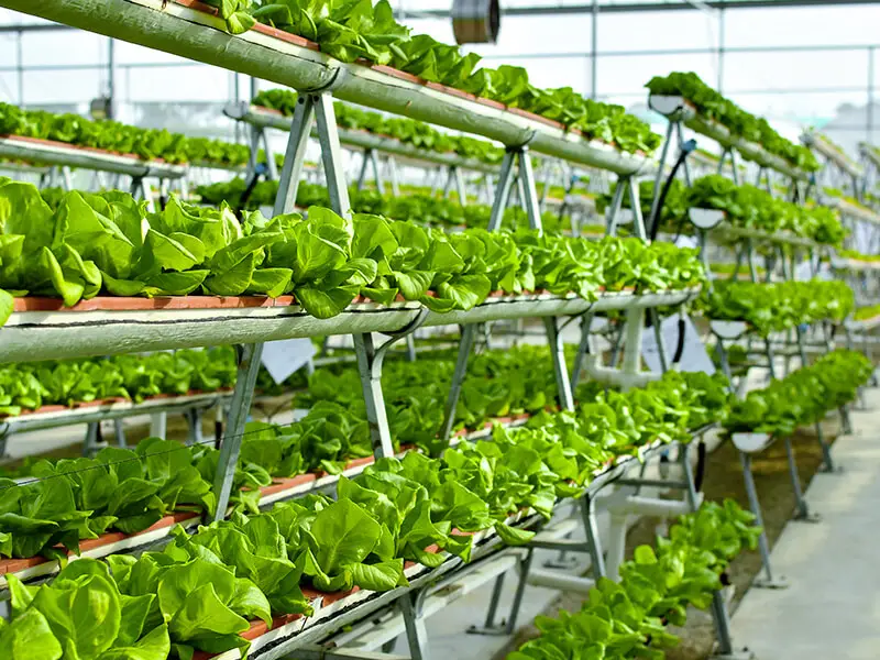 top 8 best hydroponic farming companies in Kenya