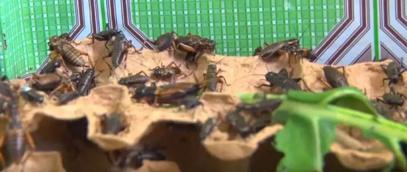 cricket farming in Kenya
