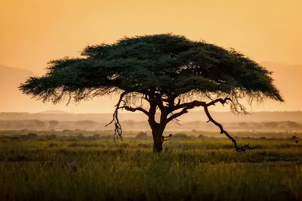 trees that grow in the dry areas of Kenya
