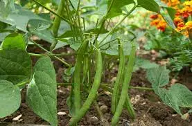 beans farming in Kenya