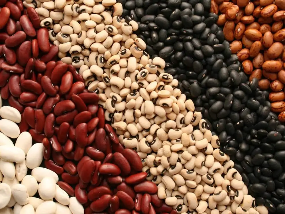 beans farming in Kenya