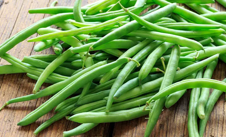 french beans farming in Kenya