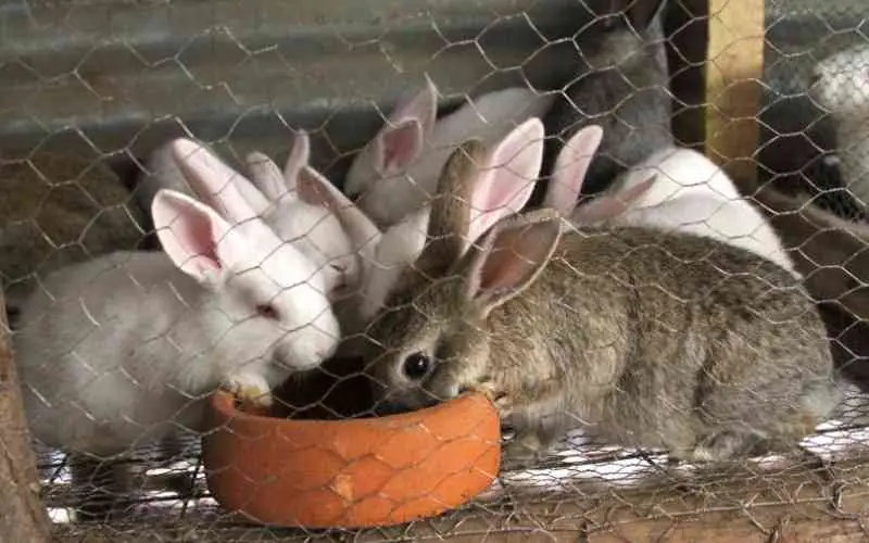 Market For Rabbit urine in Kenya rabbit farming in Kenya