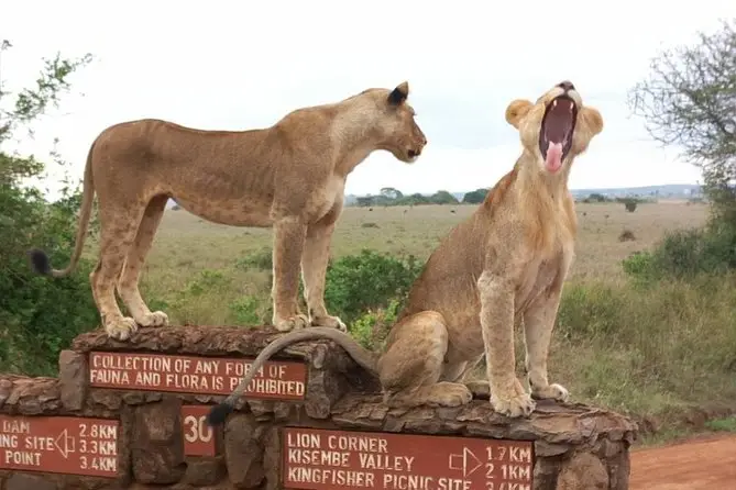 nairobi national park - entry fees and what to expect