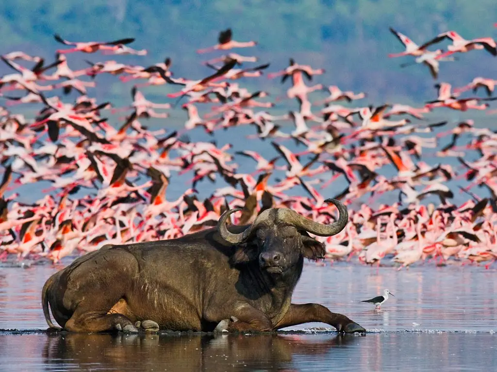 Lake Nakuru National Park - entry fees and attractions