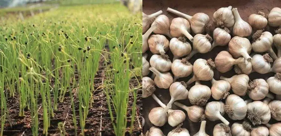 Garlic Farming In Kenya - simple guide