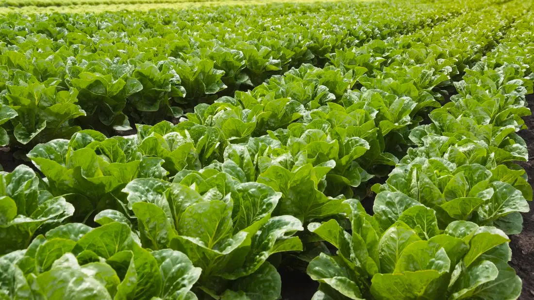 lettuce farming in Kenya today - a complete guide