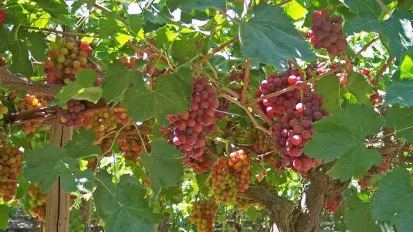 grapes farming in Kenya today - a comprehensive guide